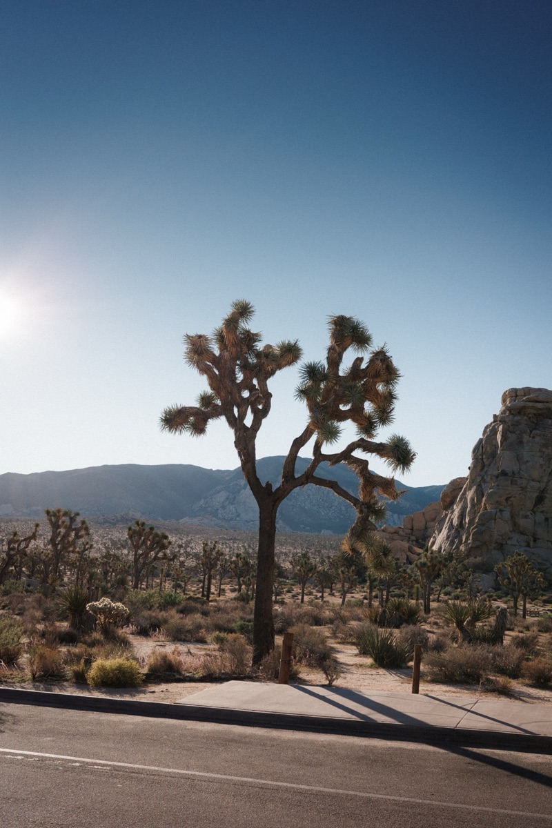 Joshua Tree NP, California