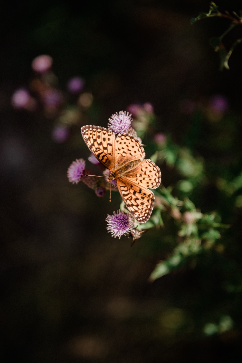 Yellowstone NP, Wyoming