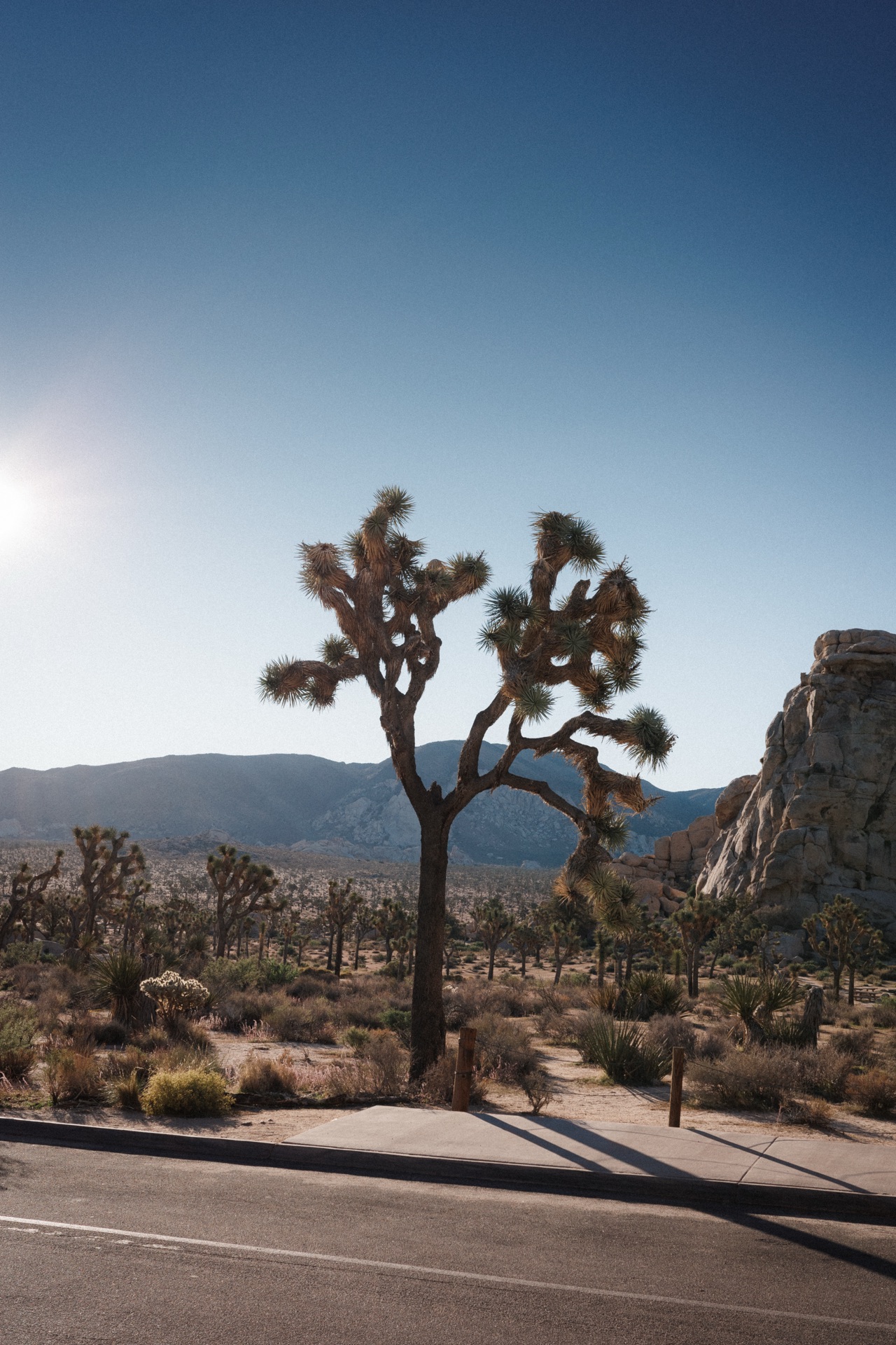 Joshua Tree NP, California — photo 4
