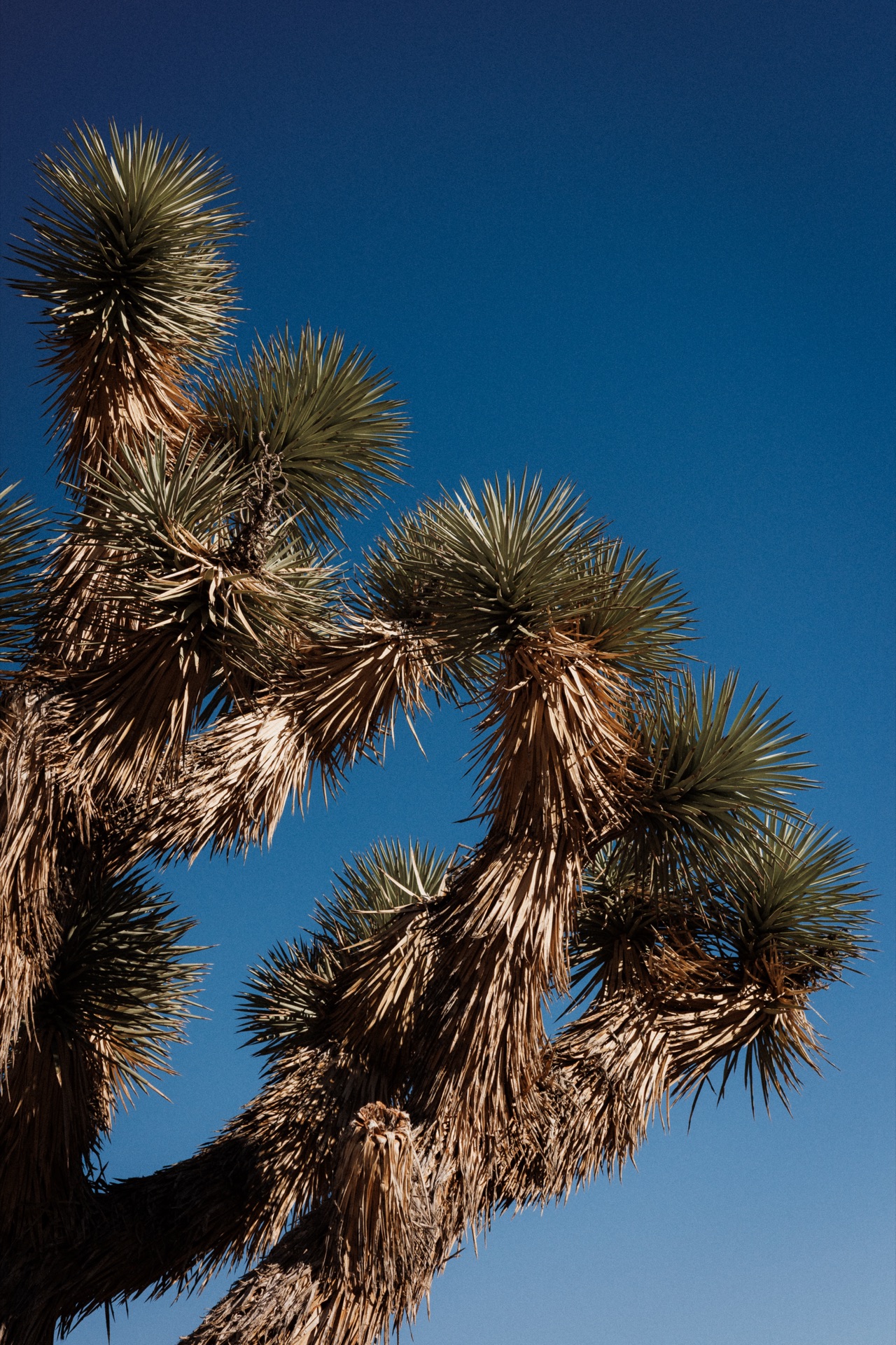 Joshua Tree NP, California — photo 6