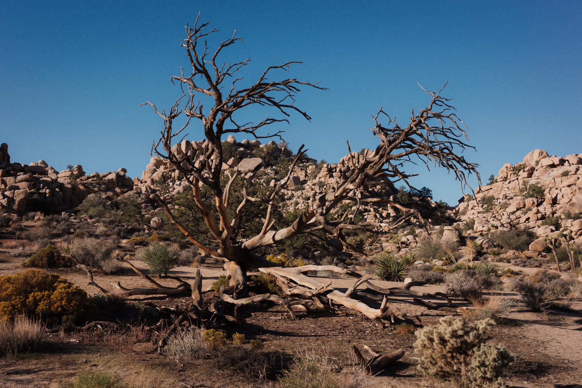 Joshua Tree NP, California — photo 8
