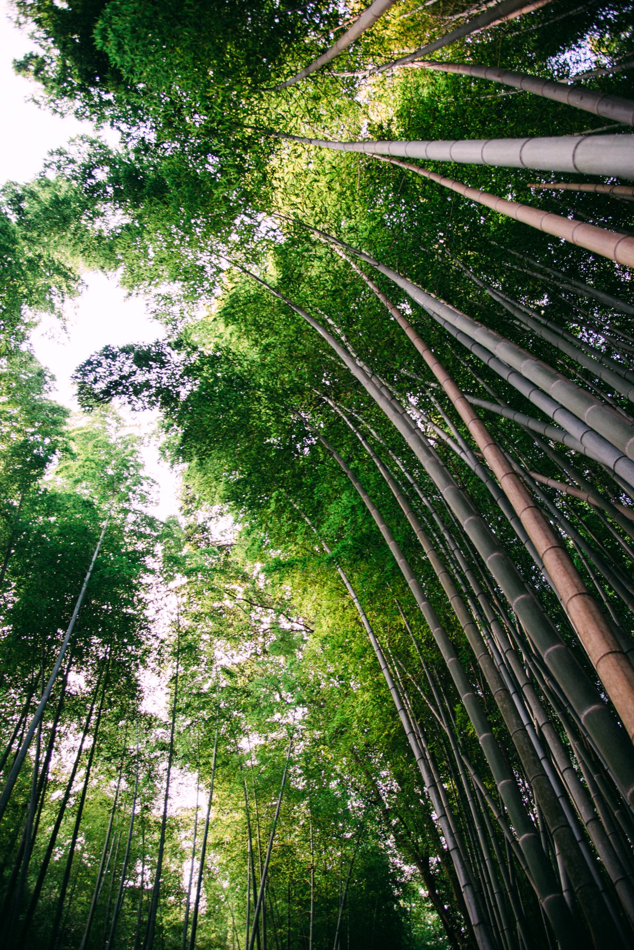 Kyoto & Osaka, Japan — photo 10