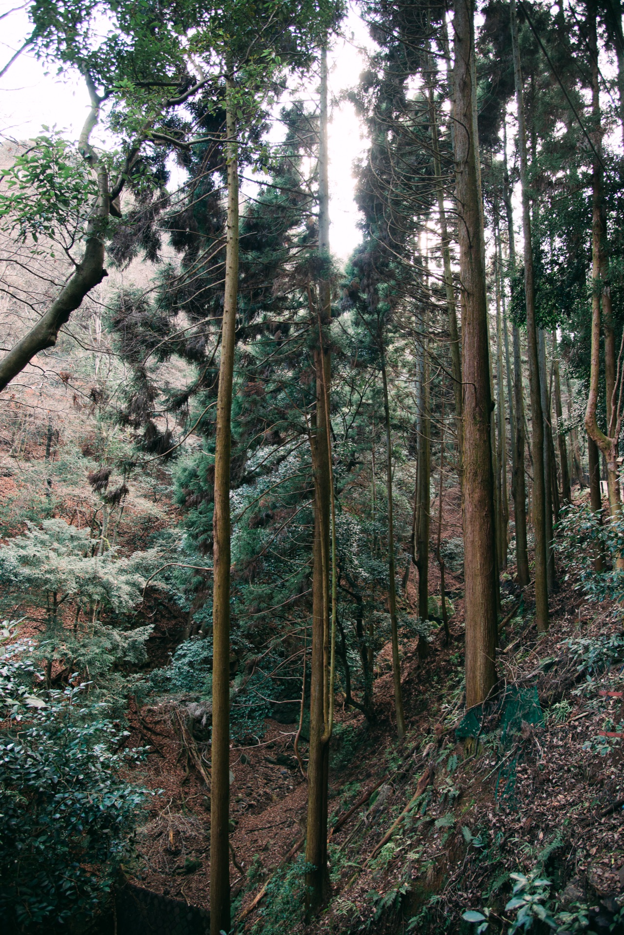 Kyoto & Osaka, Japan — photo 12