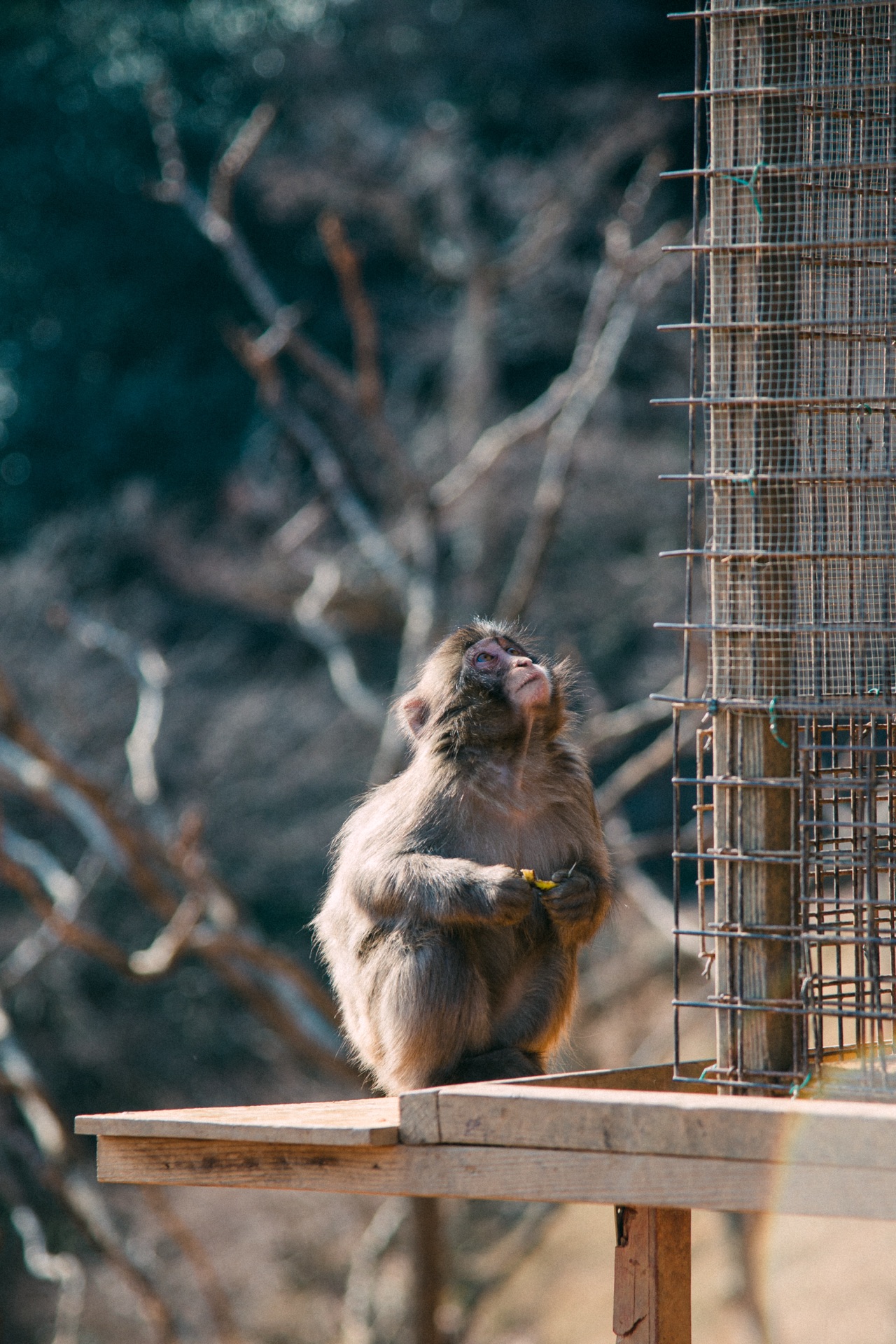 Kyoto & Osaka, Japan — photo 13