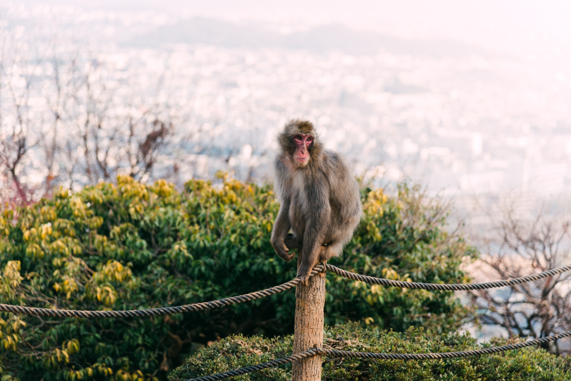 Kyoto & Osaka, Japan — photo 14