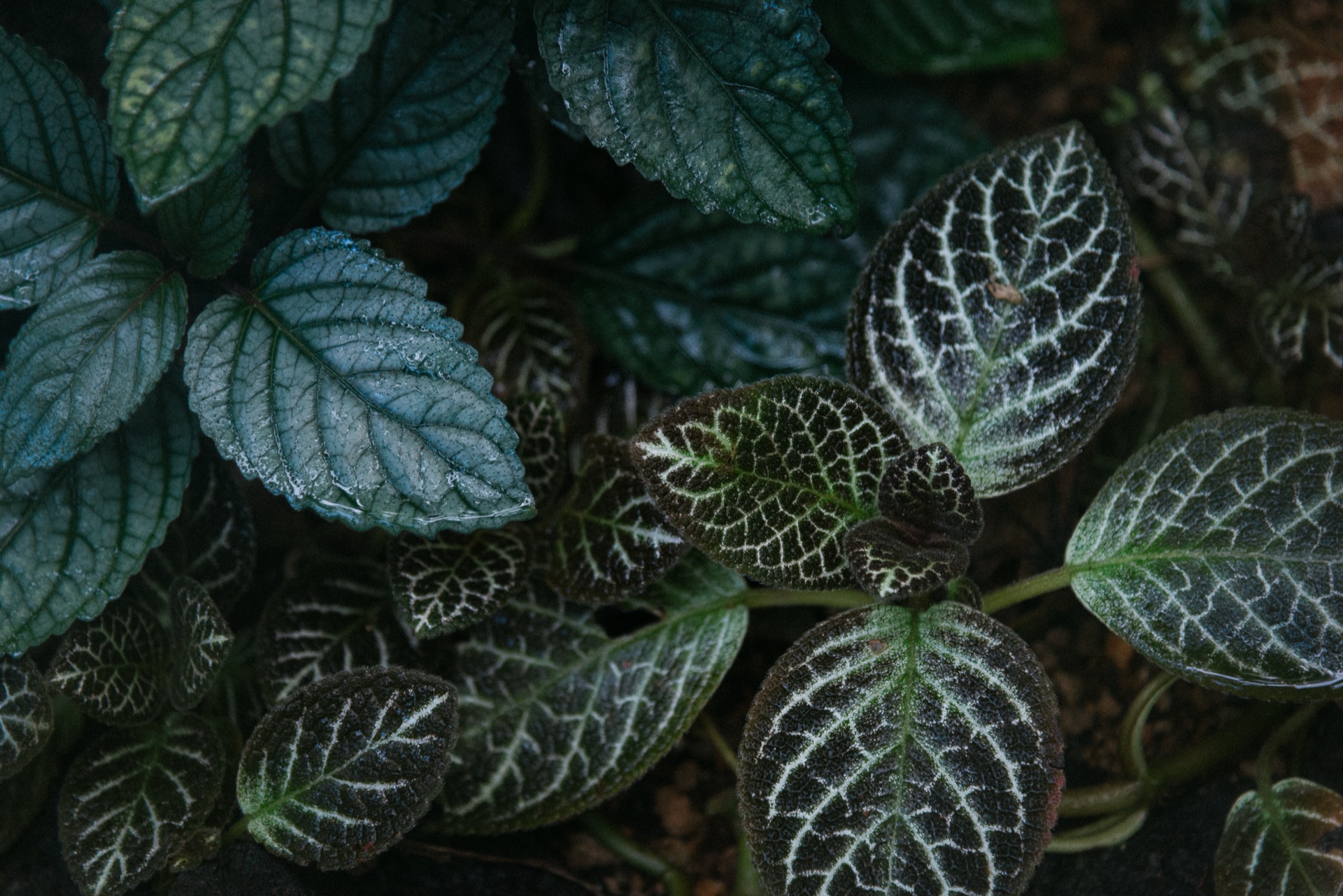 Tokyo Pt. 2, Japan — photo 1