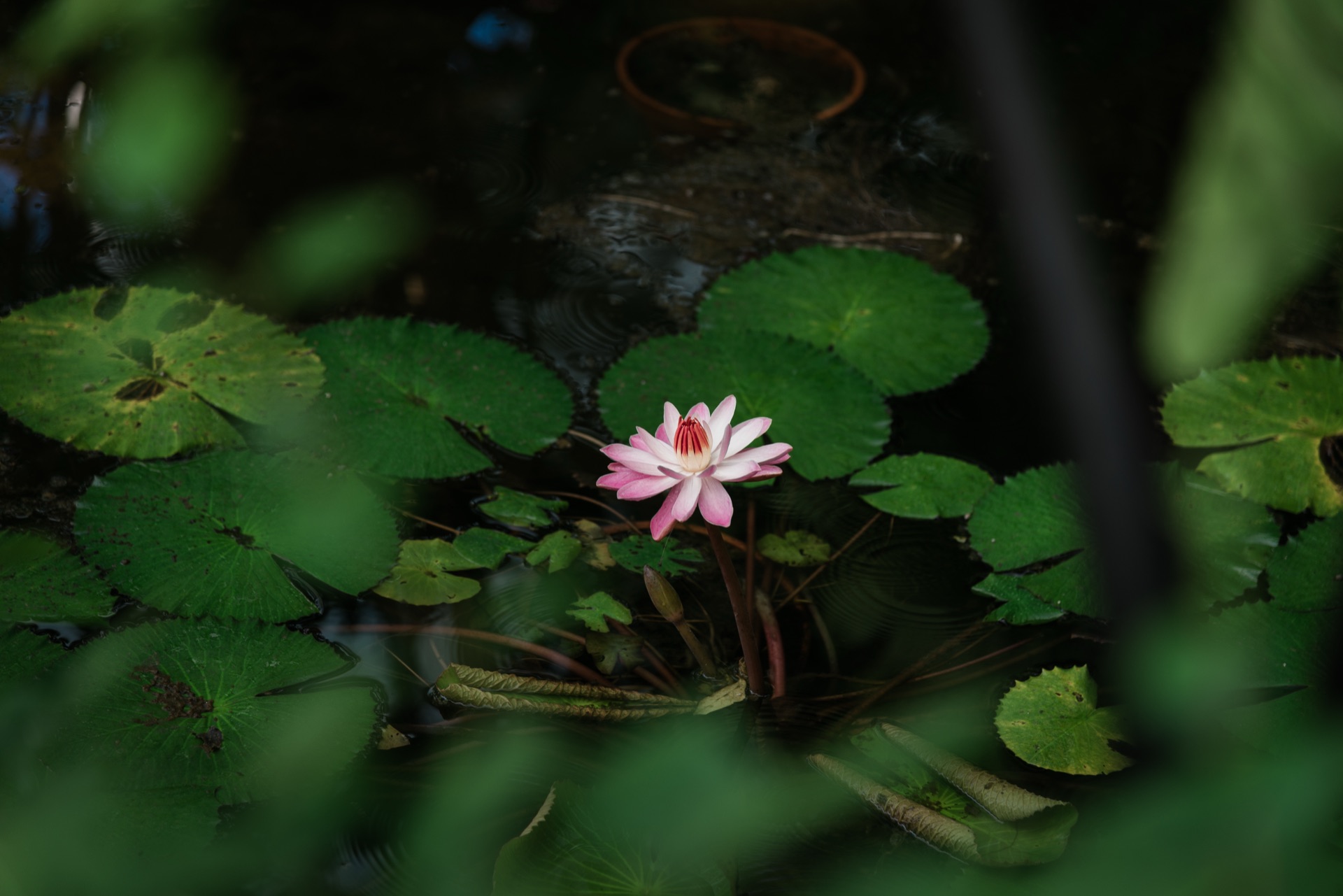 Tokyo Pt. 2, Japan — photo 2