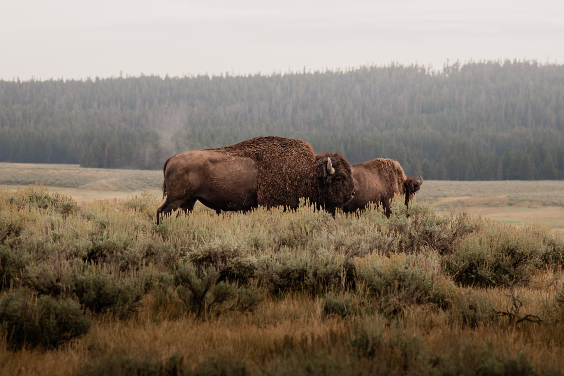 Yellowstone NP, Wyoming — photo 4